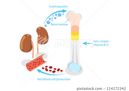 3D Isometric Flat  Conceptual Illustration of Erythropoietin, EPO Production From Kidney 114172342