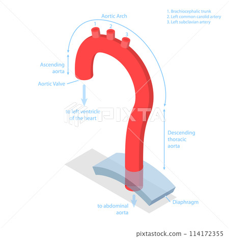 3D Isometric Flat  Conceptual Illustration of Aorta Segments, Educational Diagrams 114172355