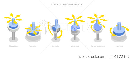 3D Isometric Flat  Conceptual Illustration of Types Of Synovial Joints, Labeled Anatomy Infographic 114172362