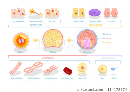 3D Isometric Flat  Conceptual Illustration of Endoderm, Mesoderm And Ectoderm, Educational Diagram 114172374