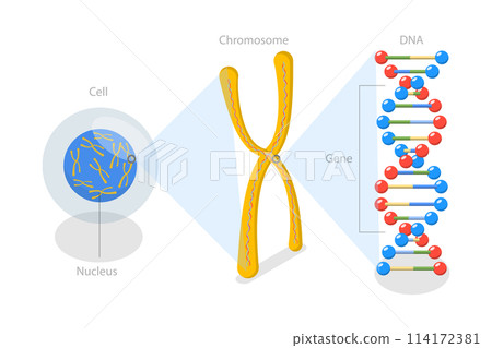 3D Isometric Flat Conceptual Illustration of Molecular Biology, Cell Structure 3D Isometric Flat Conceptual Illustration of Molecular Biology, Cell Structure 114172381
