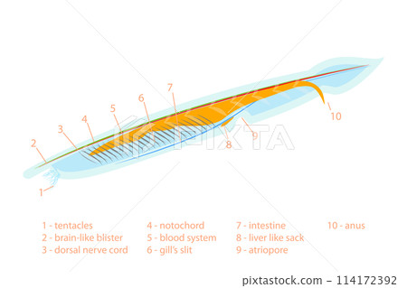 3D Isometric Flat Conceptual Illustration of Branchiostoma Lanceolatum Anatomy Scheme, Translucent Fish-like Animal 3D Isometric Flat Conceptual Illustration of Branchiostoma Lanceolatum Anatomy Scheme, Translucent Fish-like Animal 114172392