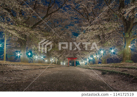 Illuminated cherry blossoms at night 114172519