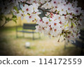 Cherry Blossoms	 114172559