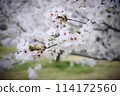 Cherry Blossoms	 114172560