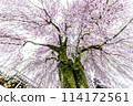 Cherry Blossoms	 114172561