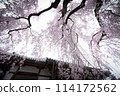 Cherry Blossoms	 114172562