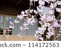 Cherry Blossoms	 114172563