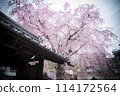 Cherry Blossoms	 114172564
