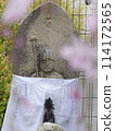 Cherry Blossoms	 114172565