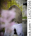 Cherry Blossoms	 114172566