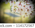 Cherry Blossoms	 114172567