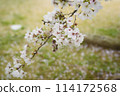 Cherry Blossoms	 114172568