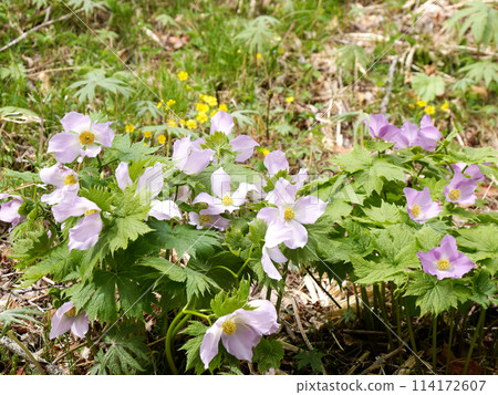 Shiranee oish group 114172607