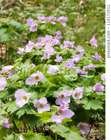 Shiranee oish group 114172612