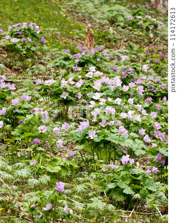 Shiranee oish group 114172613