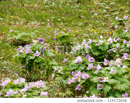 叢生的銀風信子 114172636