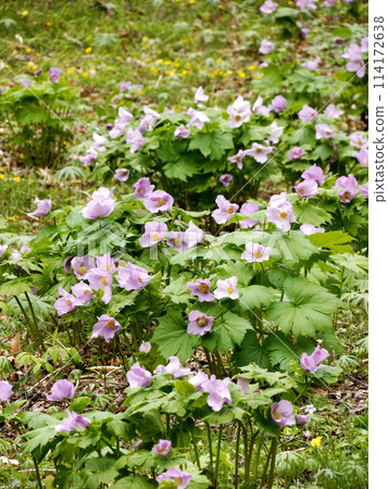 叢生的銀風信子 114172638