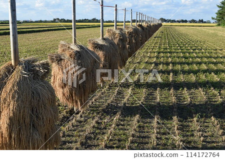 Drying rice on a stake in Shonai, Yamagata Prefecture 114172764