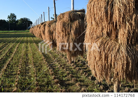 Drying rice on a stake in Shonai, Yamagata Prefecture Drying rice on a stake in Shonai, Yamagata Prefecture 114172768