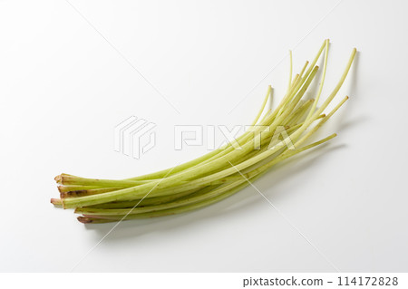 蝴蝶白色背景 114172828