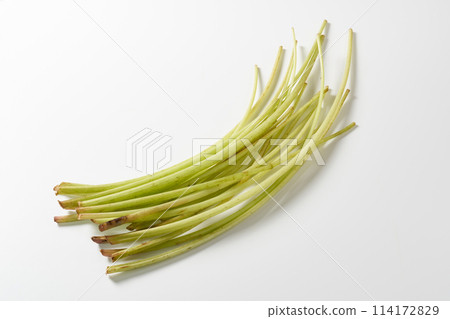 蝴蝶白色背景 蝴蝶白色背景 114172829