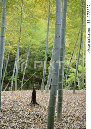 bambooshoot  114172852