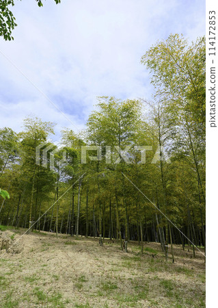 bambooshoot  114172853