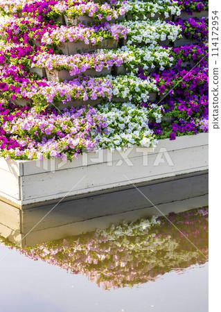 Early summer at Ashikaga Flower Park, petunia flowerbeds in full bloom, Ashikaga City, Tochigi Prefecture Early summer at Ashikaga Flower Park, petunia flowerbeds in full bloom, Ashikaga City, Tochigi Prefecture 114172954