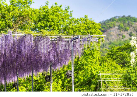 Wisteria flowers blooming in early summer at Ashikaga Flower Park in Ashikaga City, Tochigi Prefecture 114172955