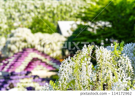 初夏的白紫藤花盛開 足利花卉公園 栃木縣足利市 初夏的白紫藤花盛開 足利花卉公園 栃木縣足利市 114172962