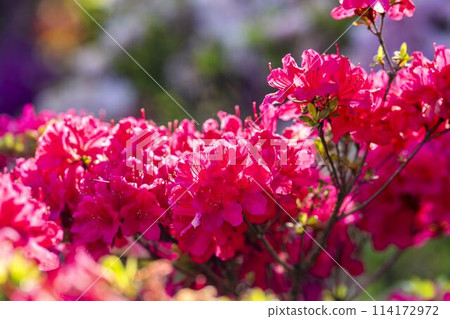 初夏杜鵑花盛開的足利花卉公園 栃木縣足利市 初夏杜鵑花盛開的足利花卉公園 栃木縣足利市 114172972