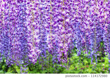 初夏綻放的紫藤花 足利花卉公園 栃木縣足利市 114172980