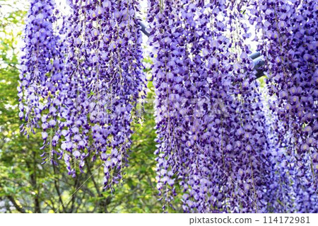 Purple wisteria flowers blooming in early summer at Ashikaga Flower Park in Ashikaga City, Tochigi Prefecture Purple wisteria flowers blooming in early summer at Ashikaga Flower Park in Ashikaga City, Tochigi Prefecture 114172981