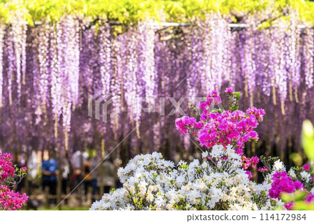 Large wisteria flowers blooming in early summer at Ashikaga Flower Park in Ashikaga City, Tochigi Prefecture 114172984