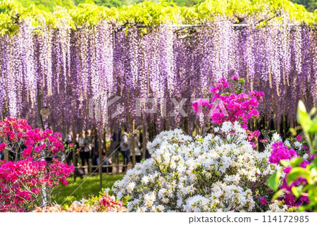 初夏綻放的大紫藤花 足利花卉公園 栃木縣足利市 初夏綻放的大紫藤花 足利花卉公園 栃木縣足利市 114172985