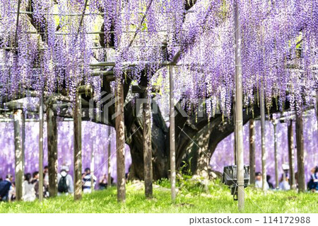 Large wisteria flowers blooming in early summer at Ashikaga Flower Park in Ashikaga City, Tochigi Prefecture 114172988