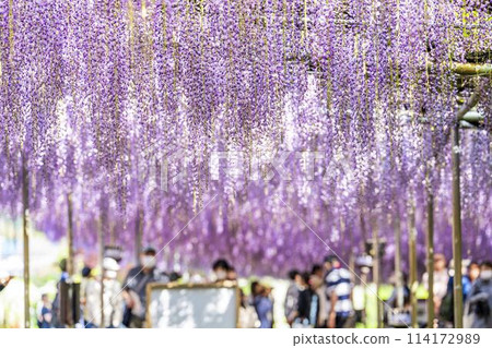 Large wisteria flowers blooming in early summer at Ashikaga Flower Park in Ashikaga City, Tochigi Prefecture 114172989