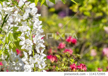 White wisteria flowers blooming in early summer at Ashikaga Flower Park in Ashikaga City, Tochigi Prefecture 114172995