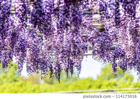 Double wisteria flowers blooming in early summer at Ashikaga Flower Park in Ashikaga City, Tochigi Prefecture 114173016