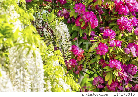Azaleas in full bloom in early summer at Ashikaga Flower Park in Ashikaga City, Tochigi Prefecture 114173019