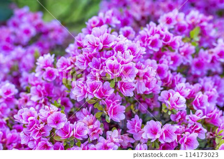 Azaleas in full bloom in early summer at Ashikaga Flower Park in Ashikaga City, Tochigi Prefecture Azaleas in full bloom in early summer at Ashikaga Flower Park in Ashikaga City, Tochigi Prefecture 114173023
