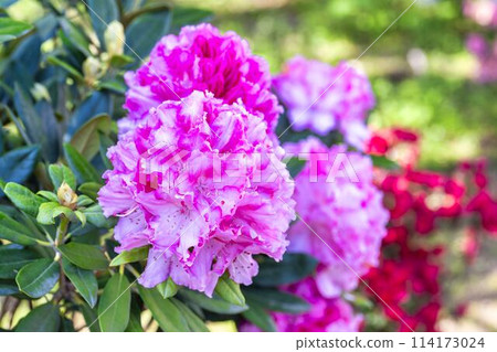 Western rhododendrons in full bloom, Ashikaga Flower Park, Ashikaga City, Tochigi Prefecture 114173024