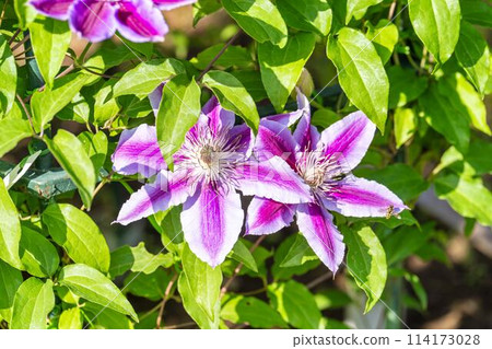 初夏綻放的鐵線蓮Doctor Rappel 栃木縣足利市足利花卉公園 114173028