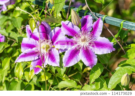 初夏綻放的鐵線蓮Doctor Rappel 栃木縣足利市足利花卉公園 114173029