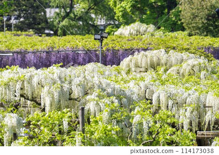 Azaleas in full bloom in early summer at Ashikaga Flower Park in Ashikaga City, Tochigi Prefecture Azaleas in full bloom in early summer at Ashikaga Flower Park in Ashikaga City, Tochigi Prefecture 114173038