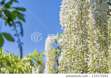 初夏杜鵑花盛開的足利花卉公園 栃木縣足利市 114173041