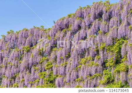 A screen of purple wisteria blooming in early summer at Ashikaga Flower Park in Ashikaga City, Tochigi Prefecture 114173045