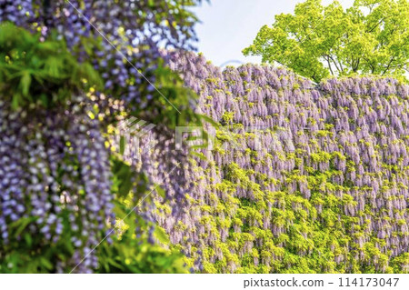 A screen of purple wisteria blooming in early summer at Ashikaga Flower Park in Ashikaga City, Tochigi Prefecture A screen of purple wisteria blooming in early summer at Ashikaga Flower Park in Ashikaga City, Tochigi Prefecture 114173047