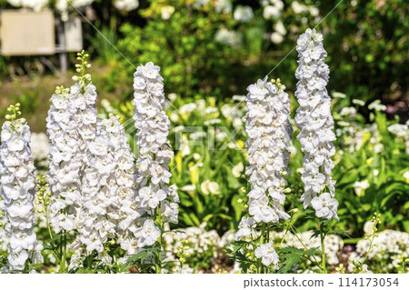 Delphiniums blooming in early summer at Ashikaga Flower Park in Ashikaga City, Tochigi Prefecture Delphiniums blooming in early summer at Ashikaga Flower Park in Ashikaga City, Tochigi Prefecture 114173054